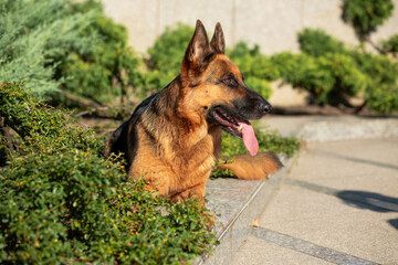 German shepherd dogs lie on a granite sidewalk in the rays of the sun against the backdrop of green bushes