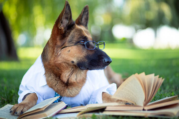 A German shepherd in a white shirt, tie and glasses lies on the green lawn in the park and reads books