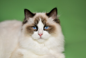 
luxurious ragdoll cat on a green background