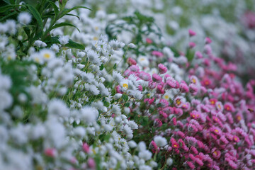 森町、波多野エクスプレスガーデンのダリア園