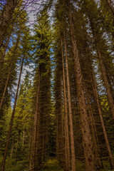 pine forest in autumn