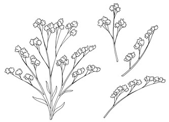 Limonium flower graphic black white isolated sketch illustration vector