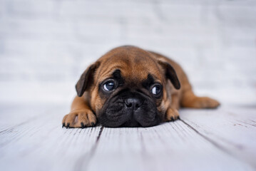 
small french bulldog puppy on white background with glasses and crown