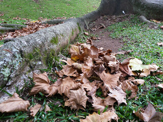 autumn leaves in the park