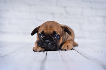 
small french bulldog puppy on white background with glasses and crown