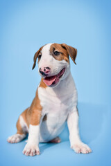 small bull terrier puppy on a blue background