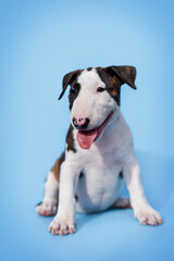 small bull terrier puppy on a blue background