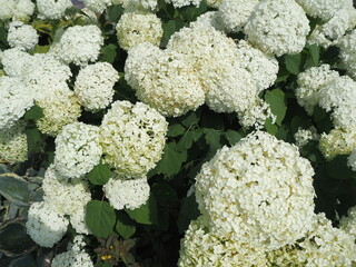 白くて美しい紫陽花の花