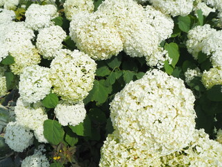 白くて美しい紫陽花の花