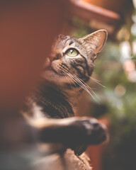 Hidden tabby cat looks up with vintage look