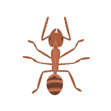 ant, bug animal, insect. Vector Illustration for printing, backgrounds, covers and packaging. Image can be used for greeting cards, posters, stickers and textile. Isolated on white background.