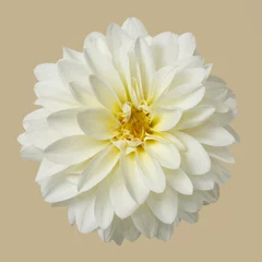 Poster White dahlia flower isolated on beige background. © ksi