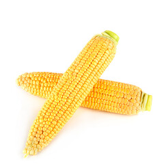 Ears of corn isolated on white.
