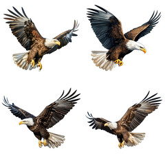 American eagle flying gracefully on transparent background PNG.