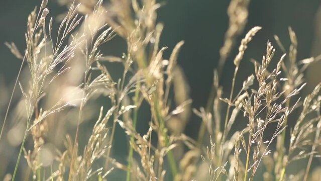 Calm video, natural background. The grass spikes in the wind. slow motion