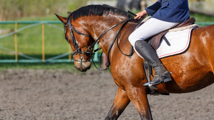 Obraz premium Close up image of bay horse with rider on its back in showjumping event
