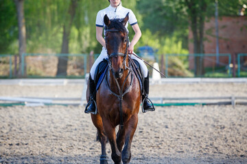 Portrait of the horse on showjumping competition