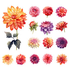 Collection of Dahlia Flower Watercolor