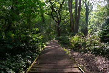 Moseley Bog, Tolkien Old Forest, Black Country UK. Forest board walk with sunlight shining through. - obrazy, fototapety, plakaty