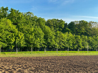 agricultural land prepared for the next crop. agricultural photography.