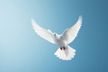 Flying white dove on the blue sky