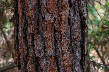 Beautiful natural background tree trunk bark skin