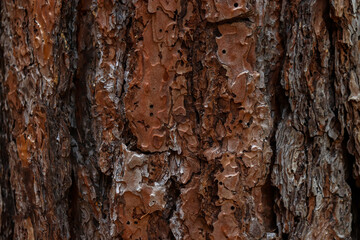 Beautiful natural background tree trunk bark skin