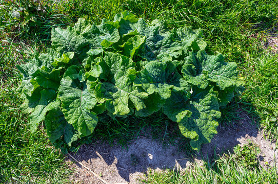 The most beautiful plants of Burdana selvatica (Arctium nemorosum). A green medicinal plant.