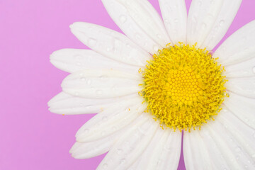 Closeup of a daisy on a bright purple background