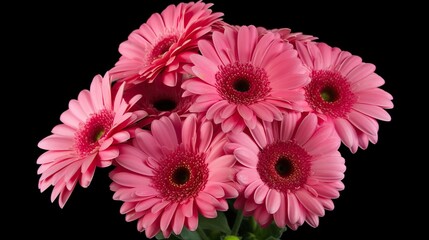 Radiant Pink Gerbera Daisy (Gerbera jamesonii) - Close-up Beauty in Blossom