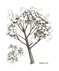 Hand drawn maple tree vector