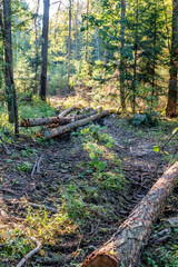 Frisch gefällte Bäume im Mischwald