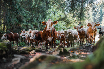 Group of cows, one cow in front row, a brown, black and white mixed herd, group together in a...