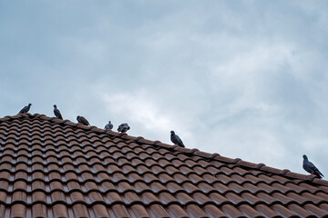 A pigeon flying in the park. During the rainy season, many of them.