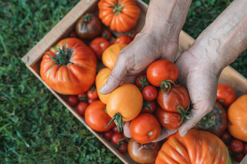 Male Farmer holding fresh tomato harvest in hands at sunset light. Selective focus on tomatoes. Gathered tomatoes. Wooden box blurry in the background. Variety of different tomatoes.