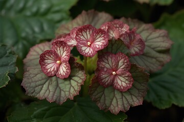 Unique Foliage Iron Cross Begonia - Intricate Patterns in Leaf Design