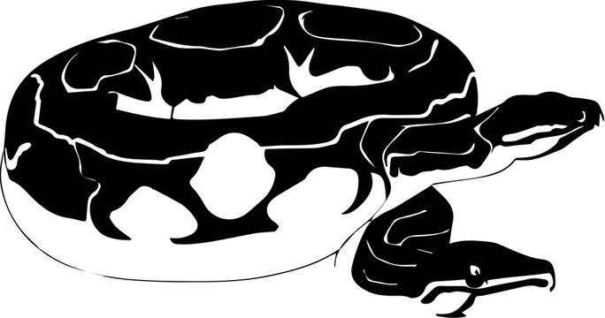 Desert Ghost Ball Python icon