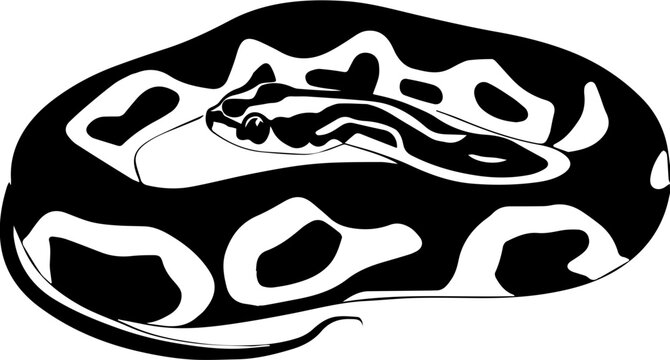 Desert Ghost Ball Python icon 1