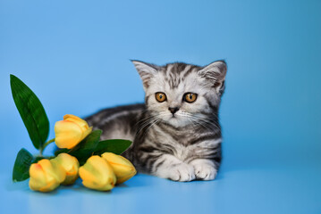 small Scottish Fold kitten on a blue background in a white box and yellow flowers