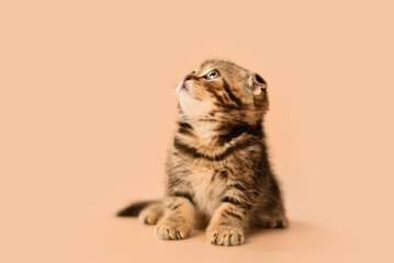 small Scottish Fold kitten on a peach background