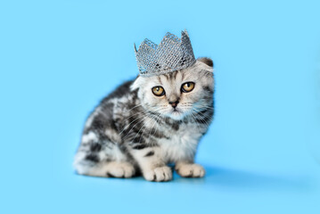 
small Scottish Fold kitten on a blue background with a crown on its head