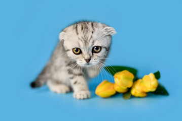 small Scottish Fold kitten on a blue background in a white box and yellow flowers