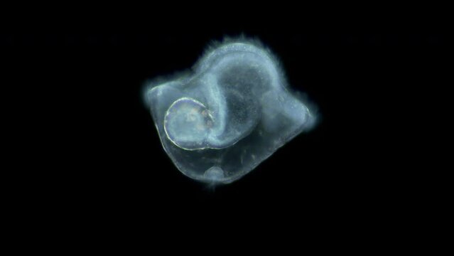 Pilidium larva of worm Heteronemertea under microscope, genus Cerebratulus ssp. With help of cilia, it floats in the water column. White sea