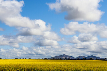 yellow flowering canola field and you yangs mountain range in background