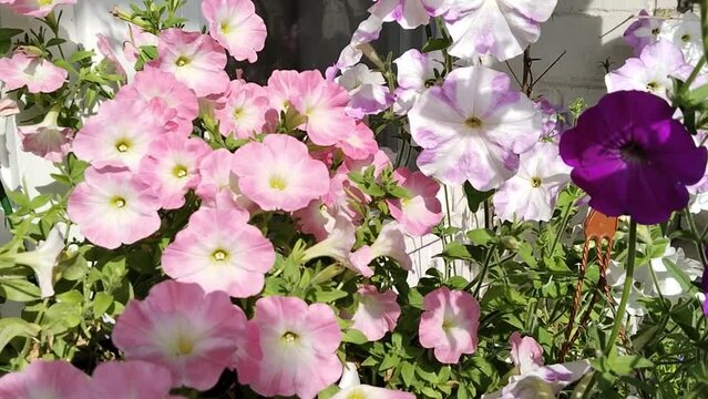 Colorful Petunia grandiflora white pink near house. Popular beautiful flowers in city. Blooming Garden on balcony. Home Gardening. Comfortable environment. Green home. Sustainable Living. Landscape