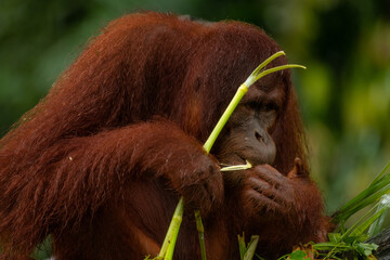 Adult orangutan busy with eating leaves on a rainy day, close up portrait