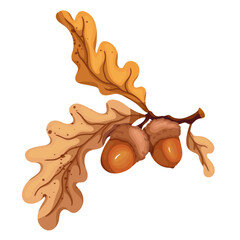 Fototapeta premium Autumn oak tree branch with acorns.Vector graphics.