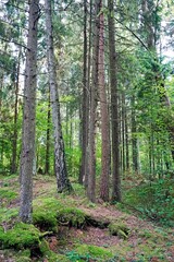 Obraz premium Summer. August. Beautiful coniferous forest. Tall pines and firs. Horizontal shot.