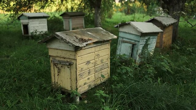 Old beehives with damaged paint in the yard of the village. Painted wooden beehives with active honey bees. . High quality FullHD footage