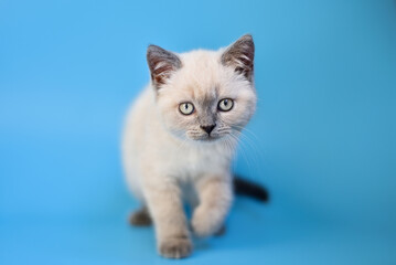small Scottish Fold kitten on a blue background